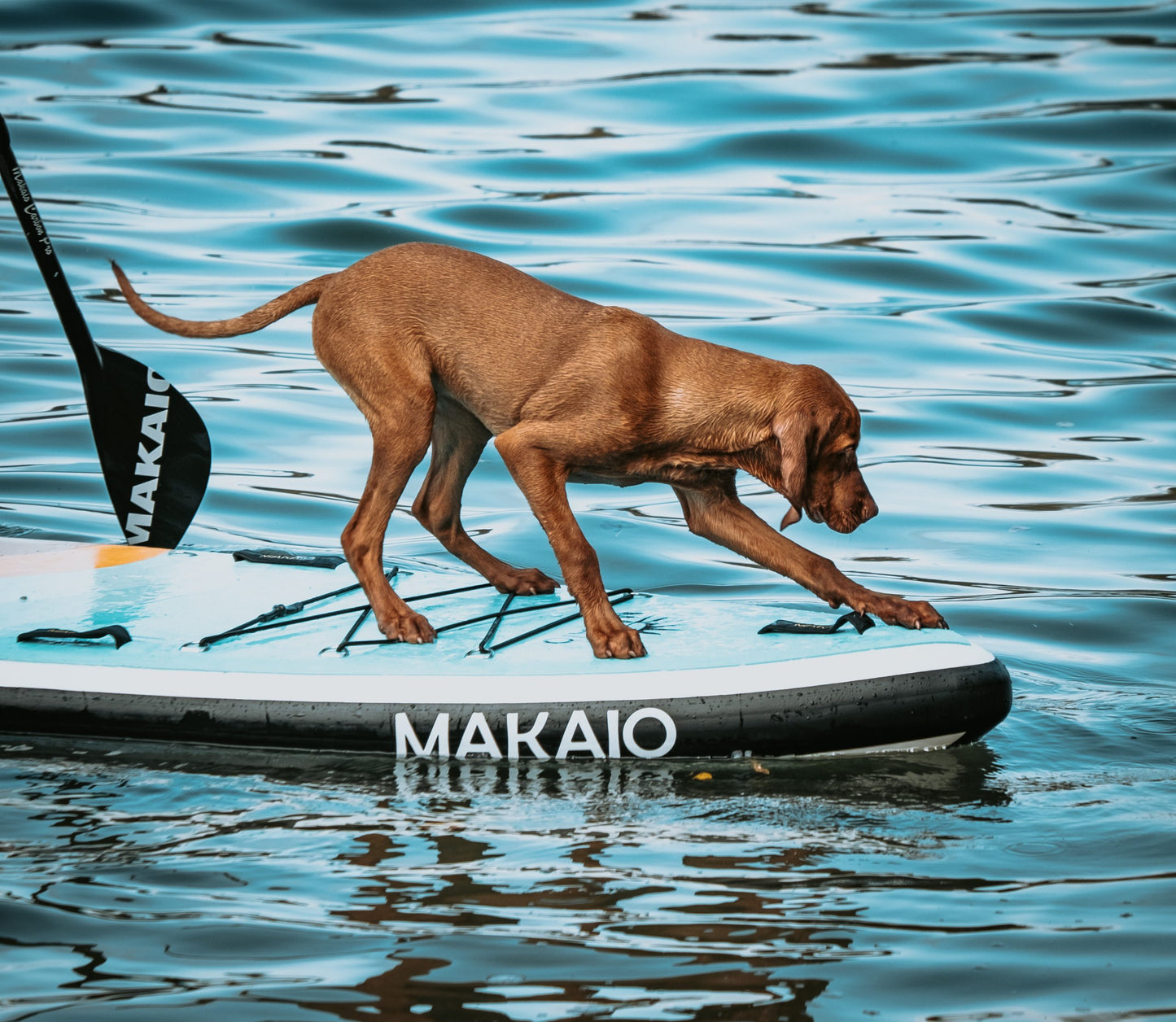MAKAIO NAWAHI SUP BOARD ALLROUND UND YOGA DOG THERMO FUSION SPECIAL EDITION MAKAIO